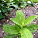 Asclepias syriaca